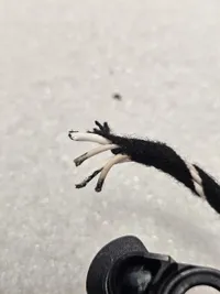 Mercedes Steering Wheel Contact Plate - A0994647704 - galeria